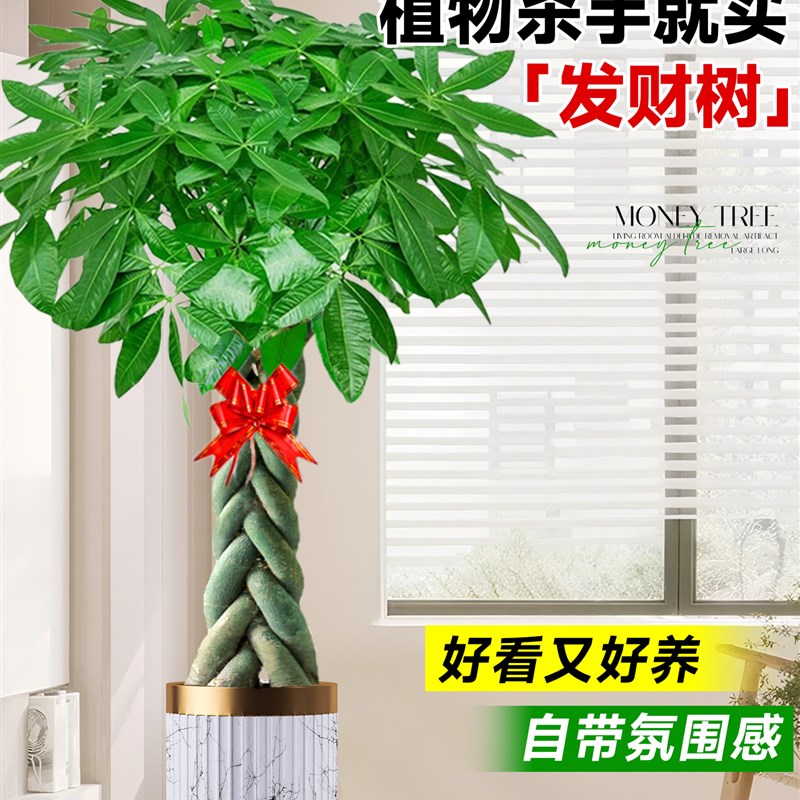 发财树客厅盆栽大花盆大型步步高招财树绿植高级感办公室乔迁开业