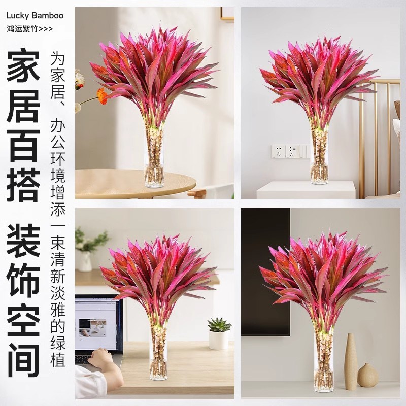 富贵竹水培植物紫竹客厅招财鸿运当头带根粗枝盆栽竹子水养发财竹
