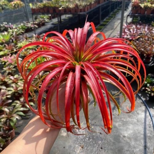 不梨不弃空气凤梨 超级贝可利 无土植物办公室内花卉盆栽阳台绿植