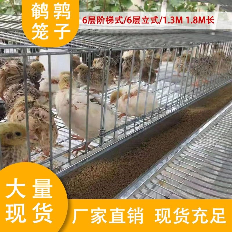 鹌鹑笼加粗加密自动滚蛋笼6层阶梯式立式养殖鹌鹑芦丁鸡大量