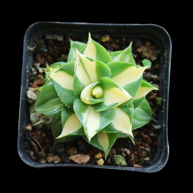 黄中斑王妃雷神龙舌兰自然锦美观好养易度夏多肉植物阳台小盆栽