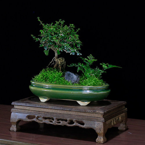 小叶福建茶盆栽茶桌精品小绿植摆件室内客厅办公桌植物迷你小盆景