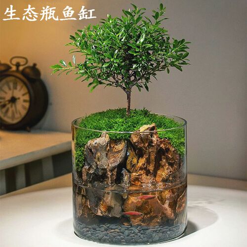 生态瓶微景观生日礼物男生养鱼免打理玻璃鱼缸小型客厅桌面斗鱼