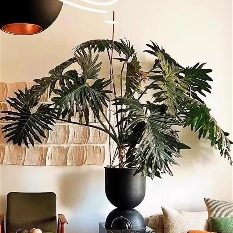 老桩龙鳞春羽客厅大盆栽高级感落地绿植好养花卉乔迁室内大型植物
