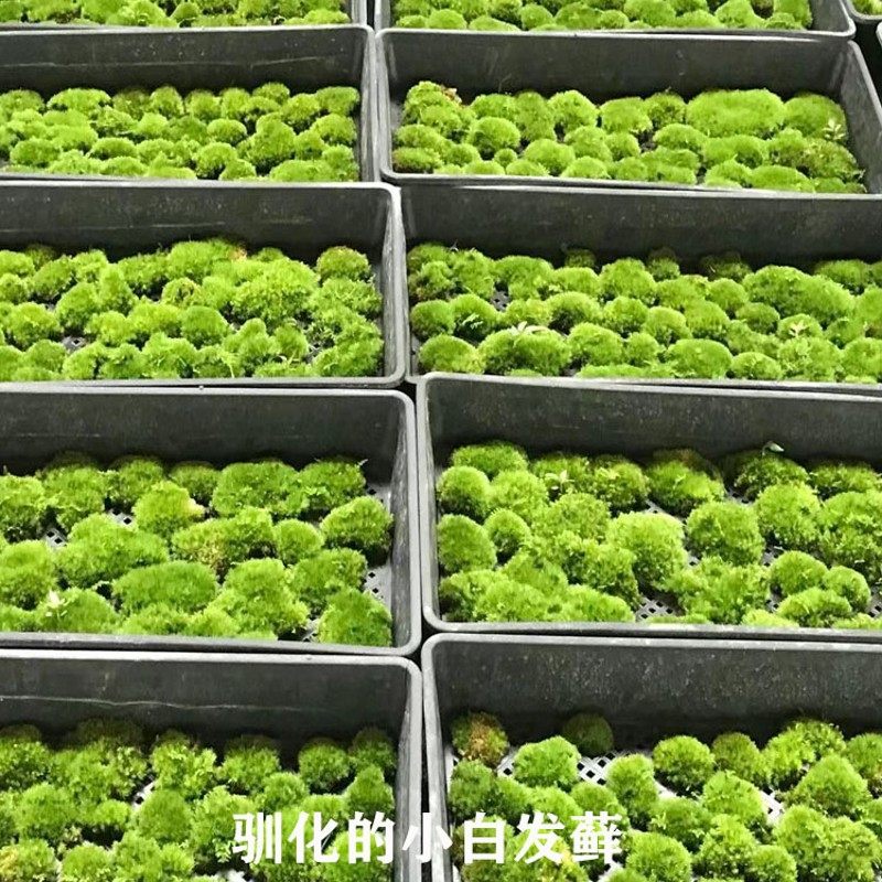 白发青苔鲜活苔藓植物微景观盆景假山盆栽雨林缸水陆缸铺面短绒藓