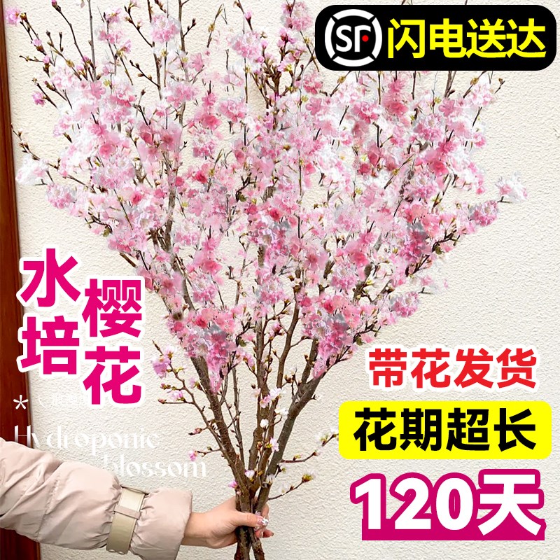 带花水培桃花枝树干枝红梅珍珠李鲜花室内花卉盆栽鲜切水养绿植物