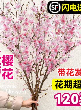 带花水培桃花枝树干枝红梅珍珠李鲜花室内花卉盆栽鲜切水养绿植物