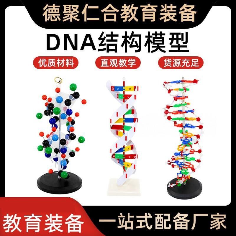DNA双螺旋结构模型带底座分子结构模型高中生物演示模型实验器材