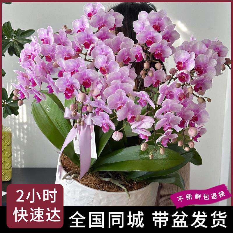 蝴蝶兰盆栽带花特大号真鲜花同城配送精品年宵花开业乔迁深圳北京