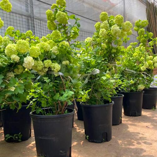 欧洲木绣球花苗庭院风景树露台花园盆栽花卉耐热耐寒植物好养易活