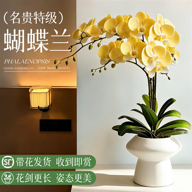 蝴蝶兰带花盆栽带花苞特大号高级花卉绿植兰花洋兰年宵花客厅卧室
