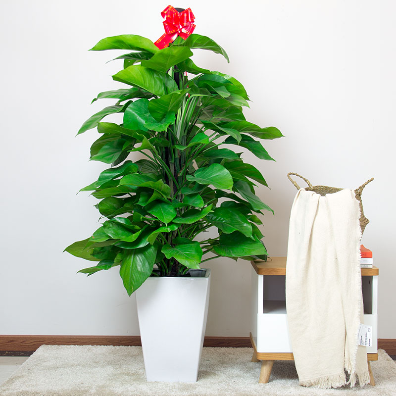 大绿萝盆栽室内办公室客厅花卉室内花观花植物大叶吸甲醛成都绿植