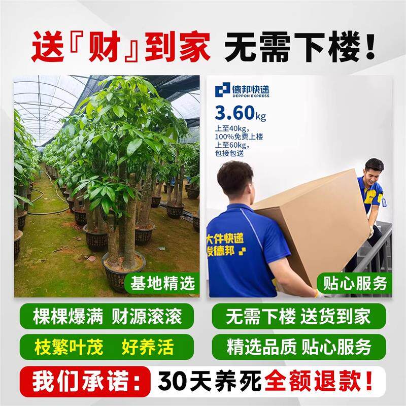 步步高发财树大棵盆栽室内绿植办公室开业送礼三杆招财树大型盆景