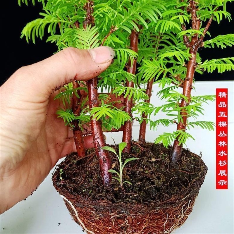 丛林水杉盆景树苗 室内观叶盆栽植物假山吸水石植物鱼缸植物喜水