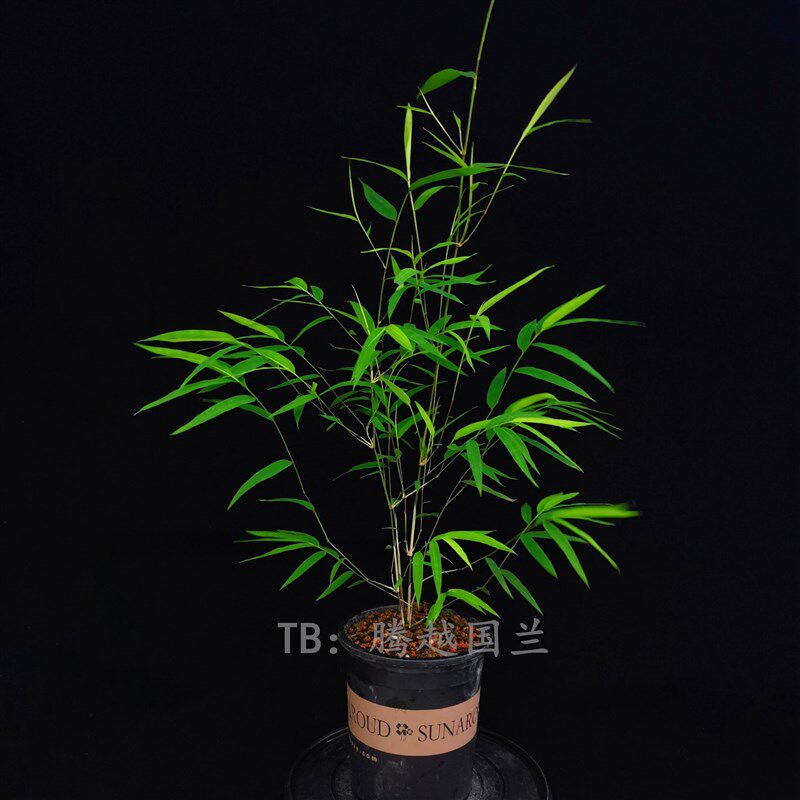 正宗台湾内门竹盆栽名贵竹苗室内外庭院绿植四季常青好养易活竹子