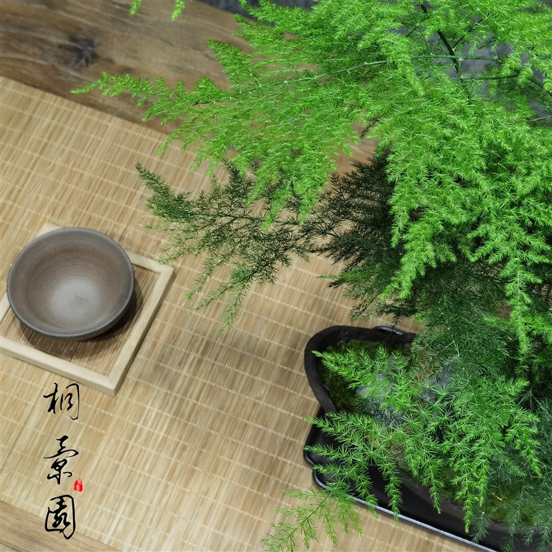 新中式大文竹盆栽植物室内大型盆景四季常青绿植花卉好养种易活
