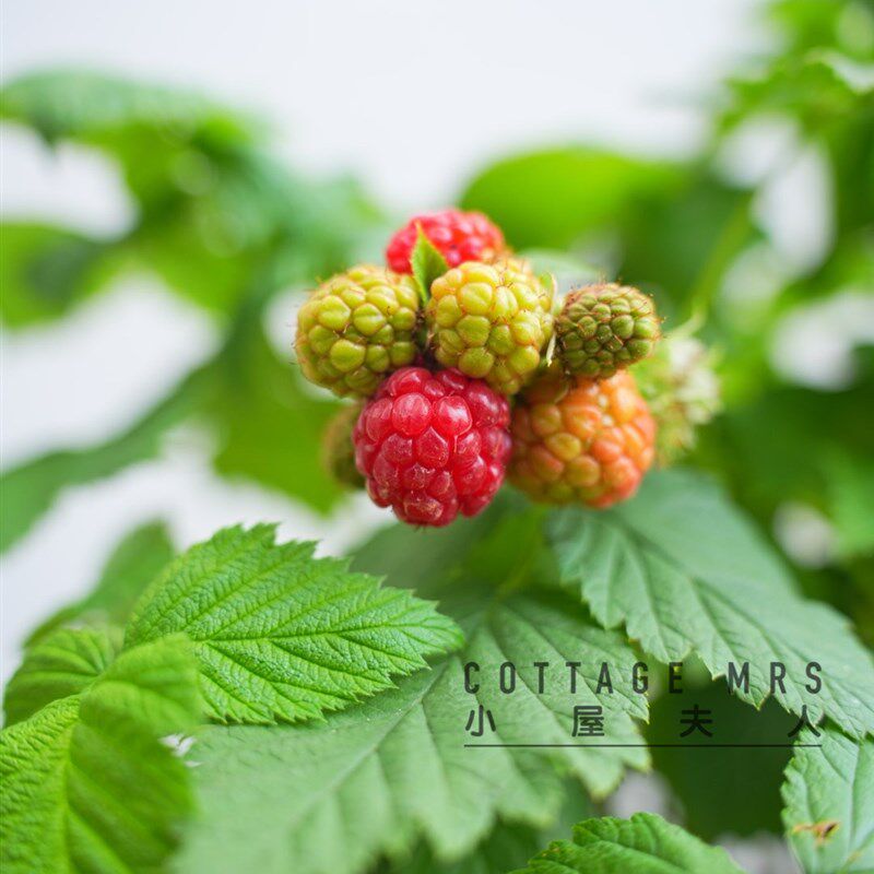 树莓盆栽 覆盆子盆栽   阳台南方北方种植多年生耐热耐寒