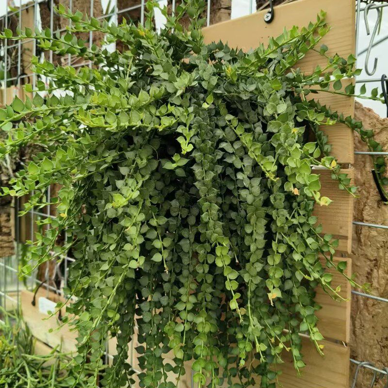 进口小众热带植物百万心锦吊兰盆栽室内外垂吊挂植物板植懒人绿植