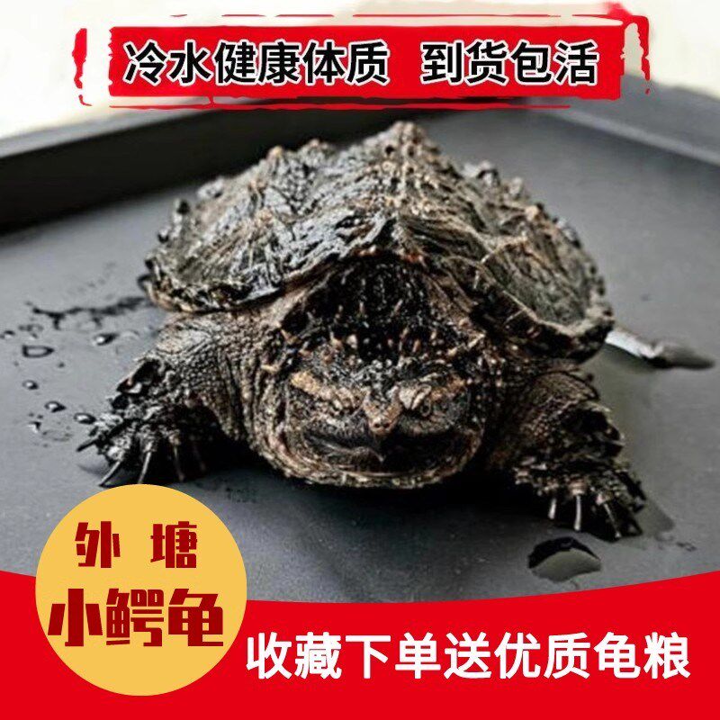 北美小鳄龟苗活物宠物龟观赏龟杂佛食肉龟水龟外塘凶猛小乌龟活物