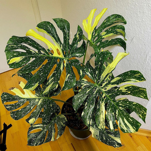 洒金龟背竹白龟 ins风网红进口绿植盆栽室内阳台观叶植物 露露花