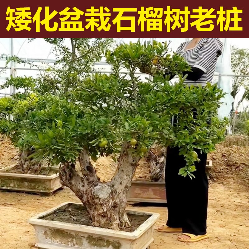 大石榴树庭院名贵树苗果树南方北方种植盆栽突尼斯软籽石榴树苗