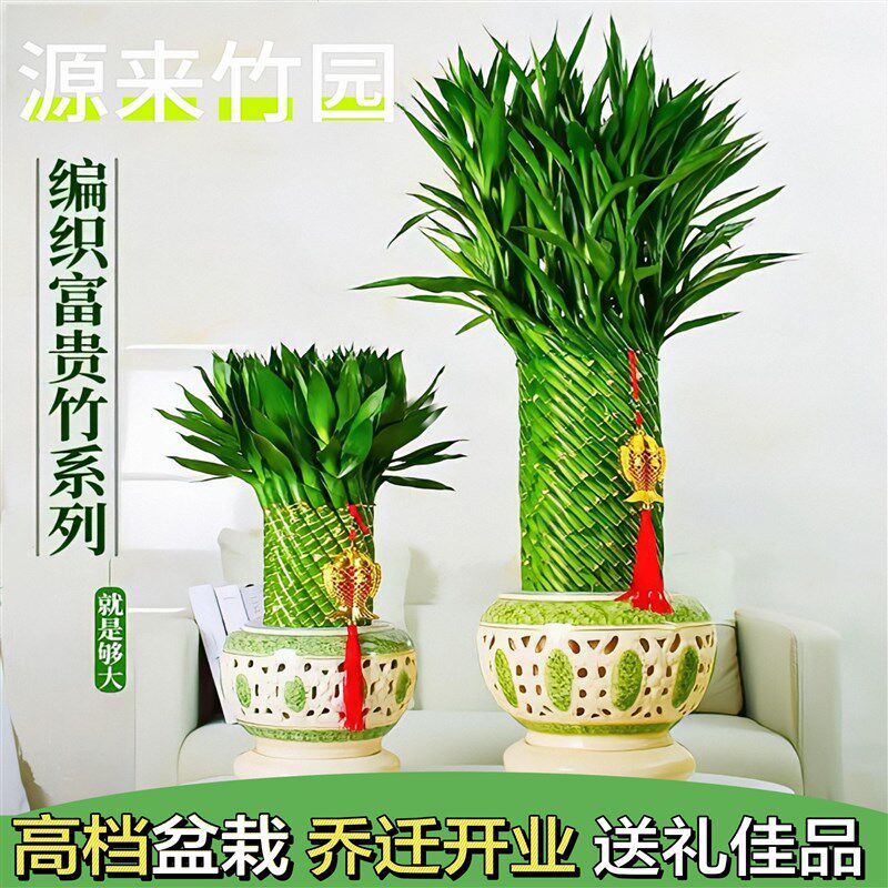 编织招财竹富贵竹水培植物盆栽客厅水养大型绿植室内常青乔迁送礼