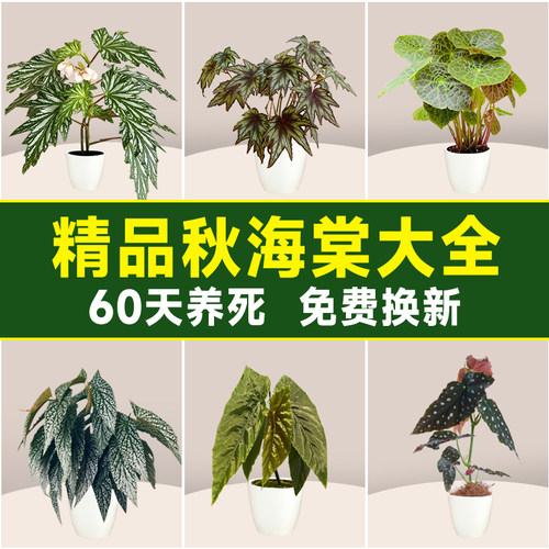 秋海棠盆栽福寿鳟鱼滇缅竹节客厅室内植物花卉好养活四季桌面绿植