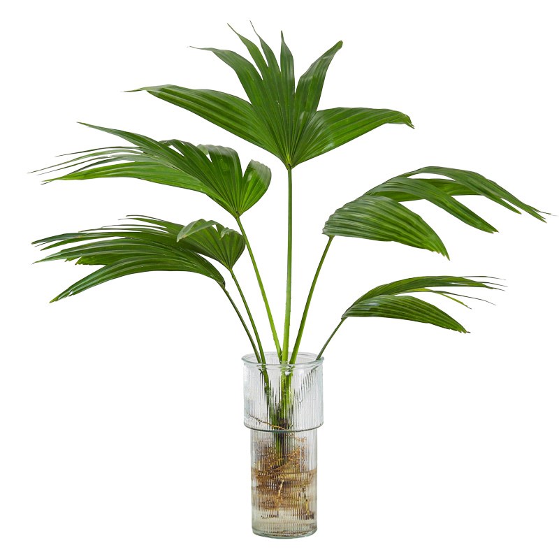 大扇叶蒲葵盆栽懒人水培植物室内好养办公室观叶绿植四季常青盆景