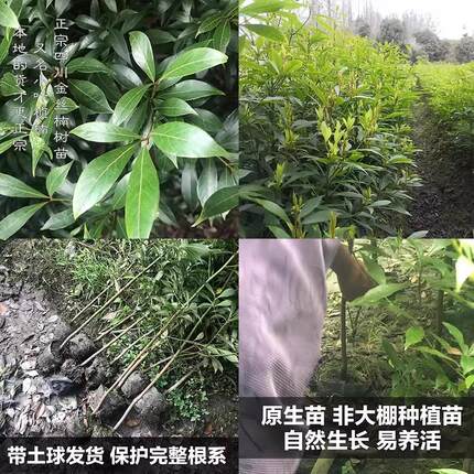 金丝楠木树苗正宗四川庭院稀有珍贵盆栽小叶桢楠赤楠金丝楠木大树