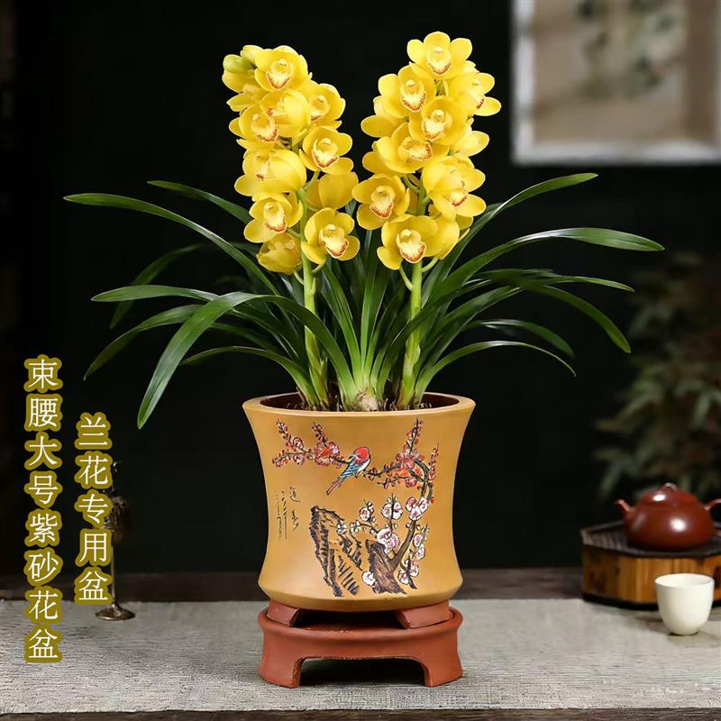 君子兰紫砂花盆客厅大花蕙兰兰花专用盆陶瓷家用束腰兰花花盆托盘