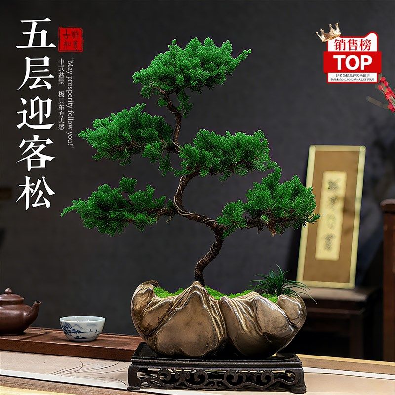 迎客松五层塔松罗汉松盆栽真树盆景摆件老桩树苗室内客厅桌面绿植