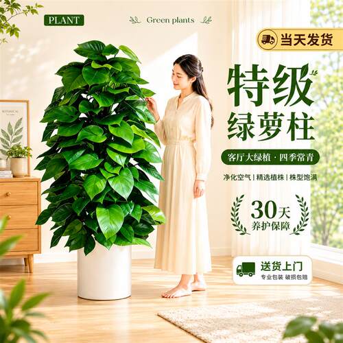 大叶绿萝柱大盆栽客厅大型绿植室内绿萝超大叶净化空气植物好养活