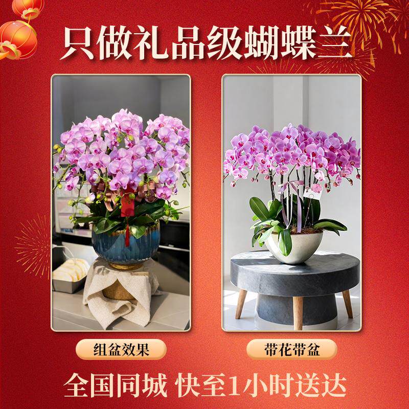 广州蝴蝶兰盆栽带真鲜花速递同城上海北京年宵花开业乔迁花卉杭州