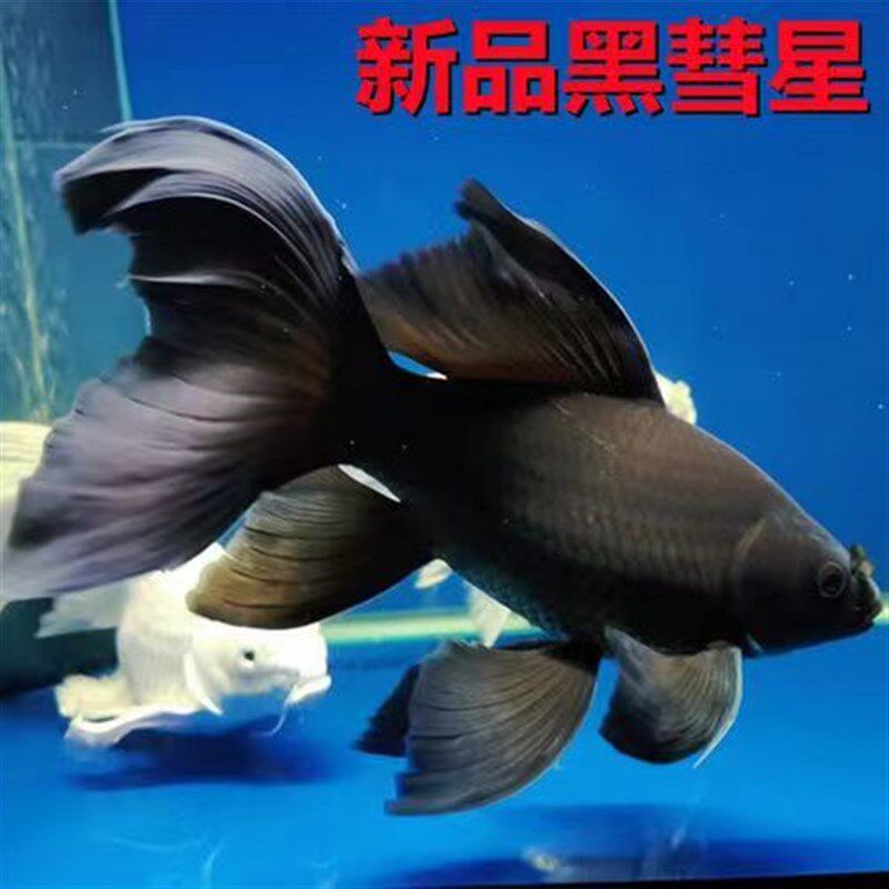 正品黑彗星纯种黑色墨蝶蝴蝶鲤鱼锦鲤观赏鱼七鳍大尾冷水风水金鱼
