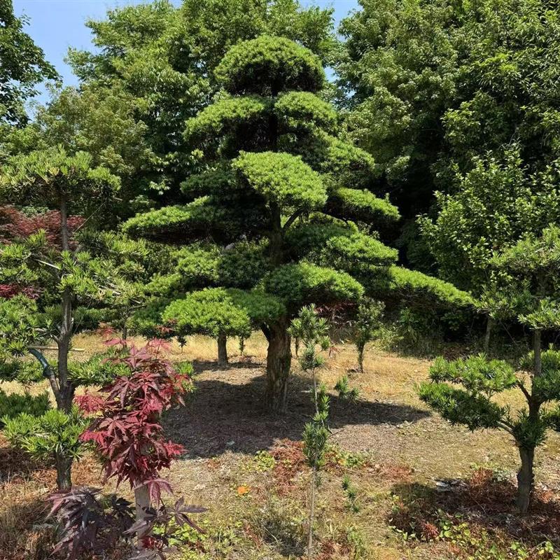 造型罗汉松树盆景绿植庭院景观树苗带土带叶易养护室内外装饰