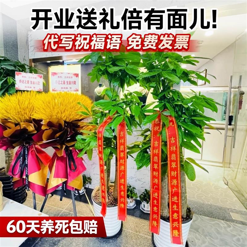 发财树盆栽大棵室内摆客厅大型步步高招财树绿植物办公室乔迁开业