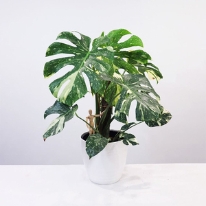 龟背竹锦白锦龟背竹 ins风室内观叶植物热带植物绿植盆栽露露花园
