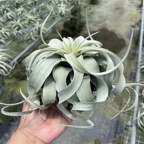 卷叶霸王空气凤梨无土植物室内净化空气盆景扭叶绿植桌面软装装饰