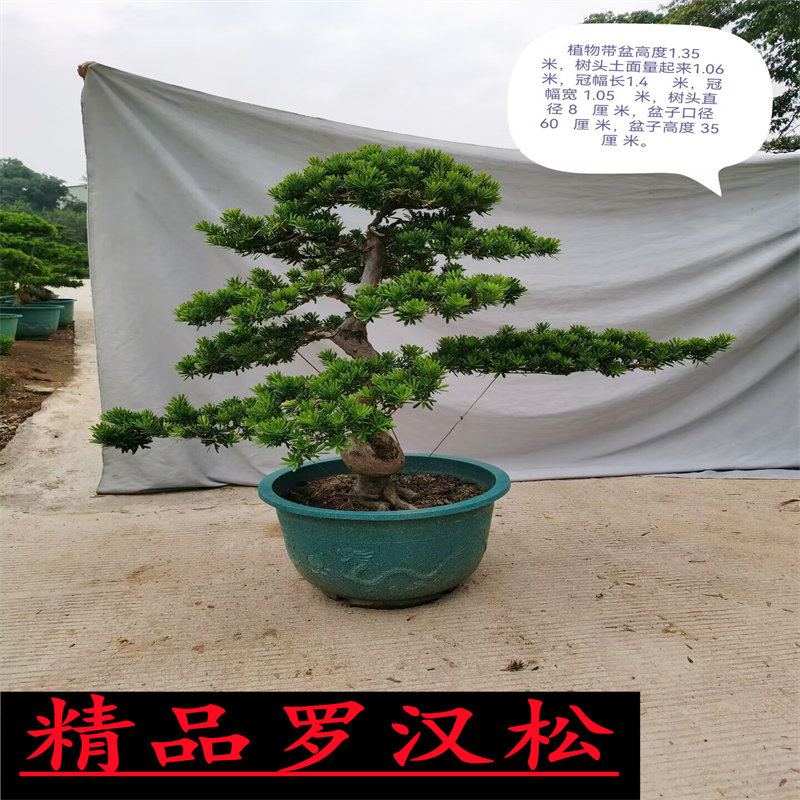 精品罗汉松树苗盆景老桩造型盆栽绿花卉植物办公室内客厅庭院好养