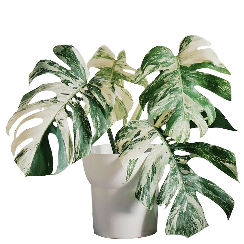 【植说生活】白锦龟背竹盆栽办公室内四季常青植物客厅阳台吸甲醛