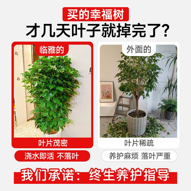 幸福树客厅大盆栽大棵老桩大型绿植落地高级感室内禄植丛生大树苗