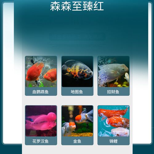 森森至臻鹦鹉鱼饲料增红不浑水地图高蛋白营养鱼粮血鹦鹉增色鱼食