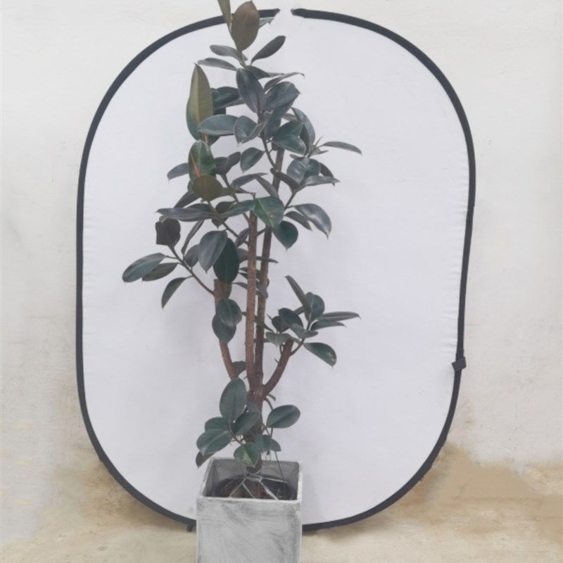 造型橡皮树植物黑金刚室内大型盆栽室内客厅绿植广州供货直发香港