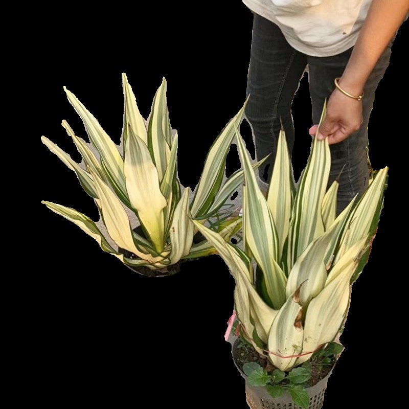 金边万年麻大盆栽室外庭院暴晒耐旱绿植龙舌兰科花镜观叶阳台植物