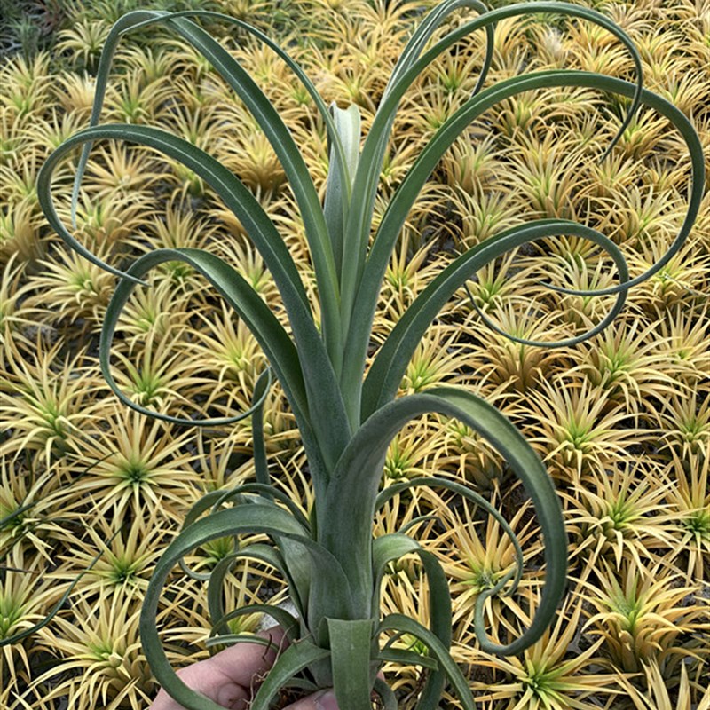 一物一拍 巨无霸花卷花中花杂电卷 空气凤梨数量有限拍完无补