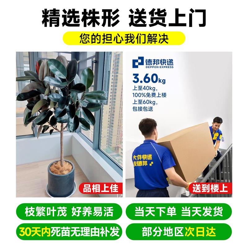 黑金刚橡皮树客厅大盆栽绿植真树室内老桩大型落地花盆植物好养活