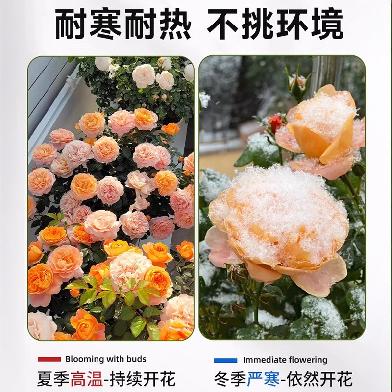 四季果汁阳台月季盆栽花苗特大花开花卉玫瑰带花苞阳台植物红果汁图片