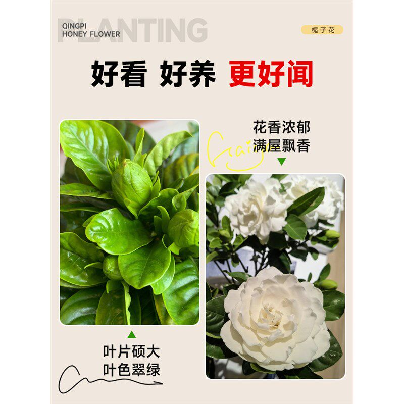 独杆棒棒糖栀子花盆栽带花苞大叶老桩桅子树苗牡丹四季开花卉植物