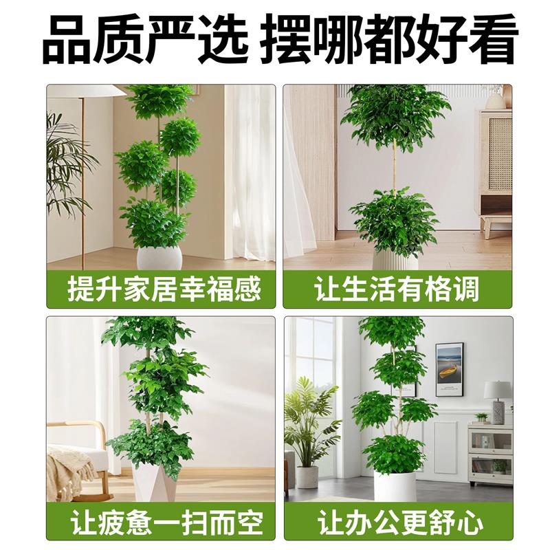 多层幸福树盆栽老桩大型绿植室内五层造型植物客厅办公室大号真树