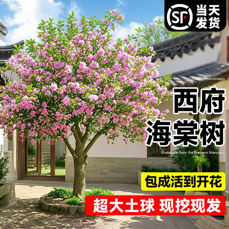 特大西府海棠树苗高杆垂丝海棠果树庭院盆栽地四季好养大型风景树